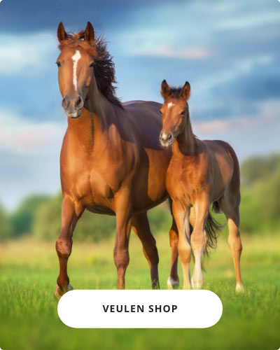 2. Veulen shop