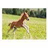 Ansichtkaart Galop 
