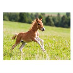 Ansichtkaart Galop 