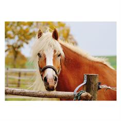 Ansichtkaart Horse Life 