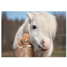 Ansichtkaart Pony Kitten Diverse