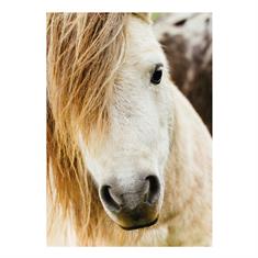 Ansichtkaart Pony 