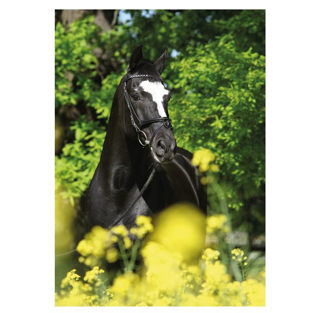 Ansichtkaart Zwart Paard  