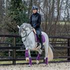 Bandages Horsegear Aurum Paars