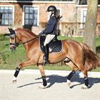 Bandages HORSEGEAR HGAurum Zwart