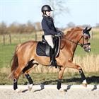 Bandages HORSEGEAR HGAurum Zwart