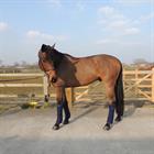 Bandages Kentucky Wool Donkerblauw
