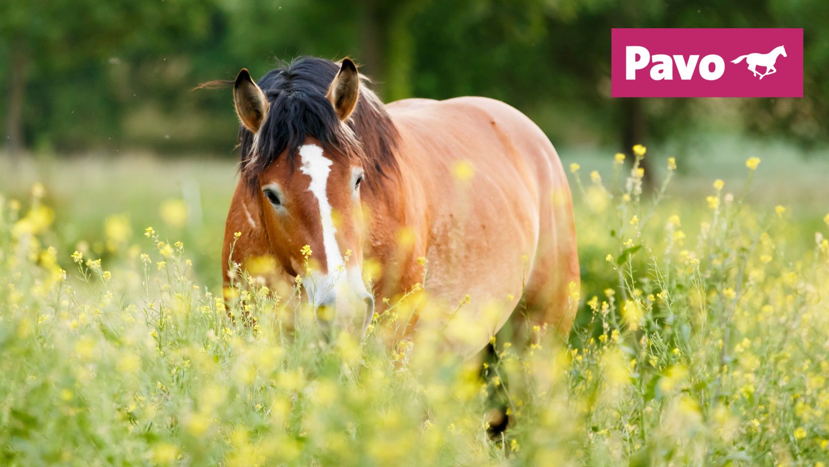 Paard eten in een veld met bloemen