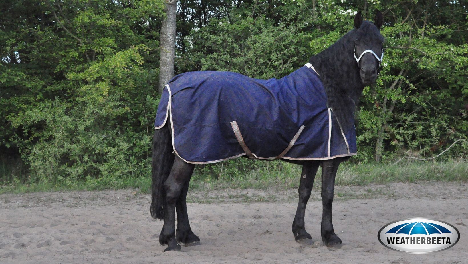 Paard met weatherbeeta deken