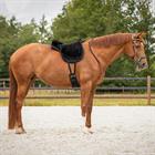 Barebackpad QHP Super Soft Zwart-zwart