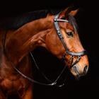 Bitloos Hoofdstel PresTeq FaySport Bruin