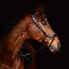 Bitloos Hoofdstel PresTeq FaySport Bruin