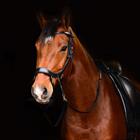 Bitloos Hoofdstel PresTeq FaySport Bruin