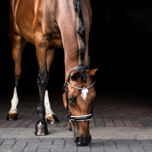 Fit paard - Blog Epplejeck