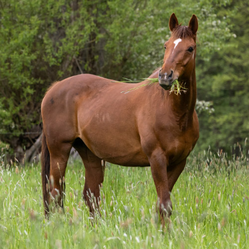 Paard dat graast in het weiland 