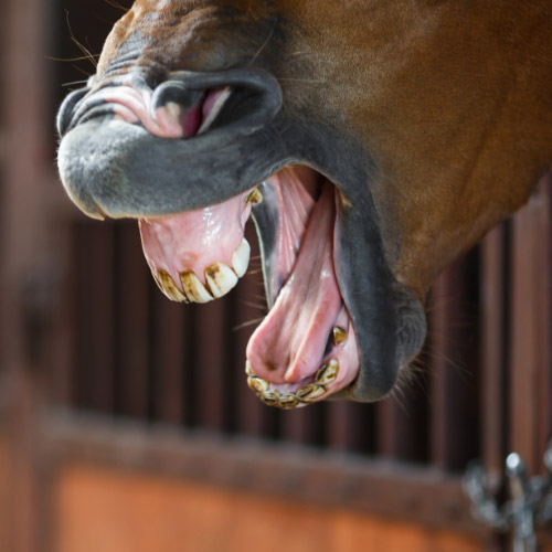 Gapend paard door koliek