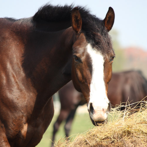 Paard dat hooi eet blog over minaralen in gras en hooi