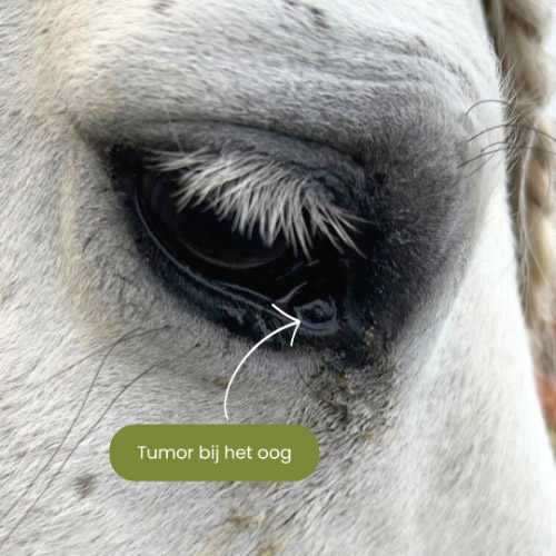 Tumor bij het paardenoog
