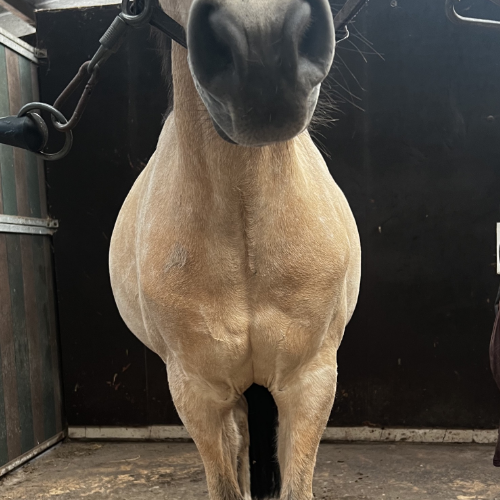 Paard met bolle buik aan de rechterkant