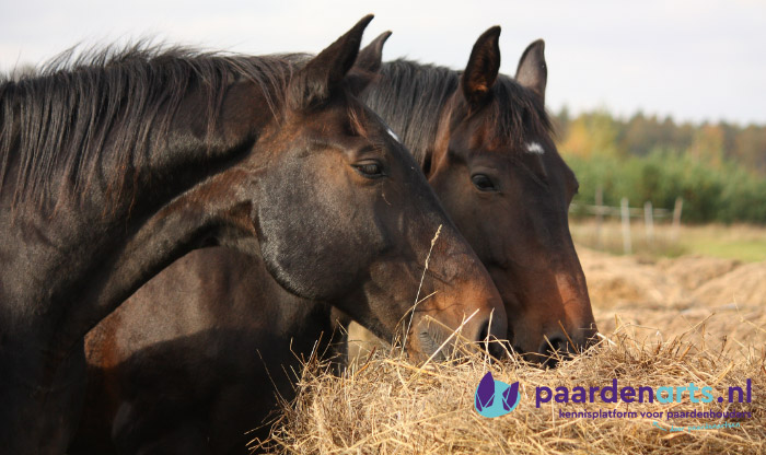 Paarden die hooi eten blog over minaralen in gras en hooi