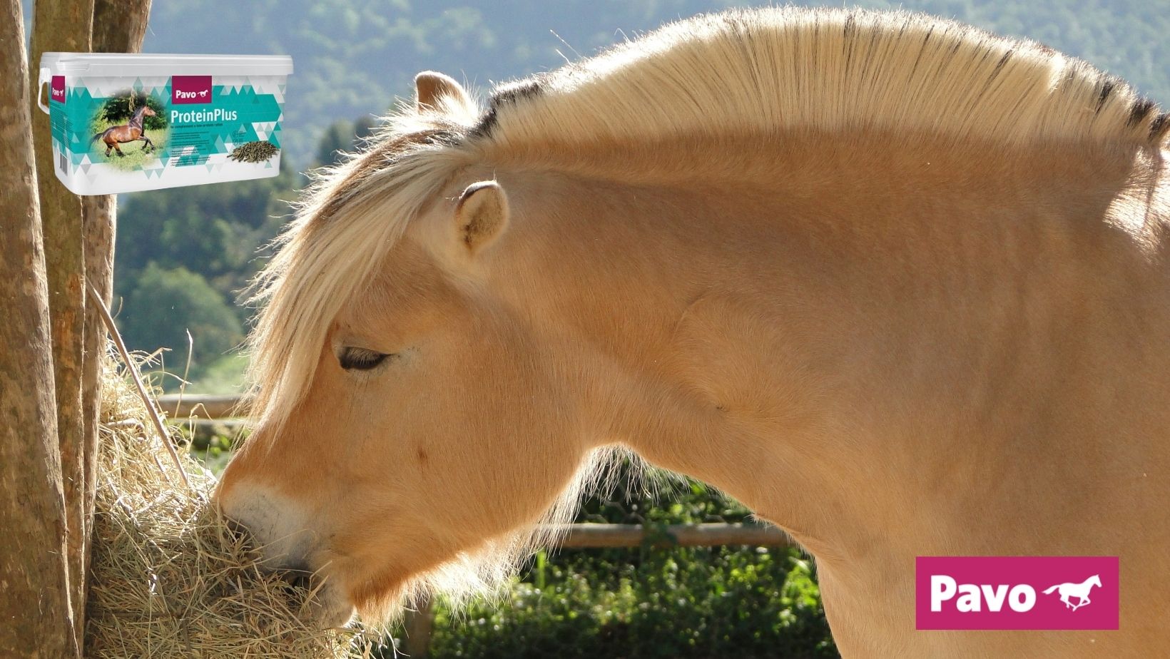 fjord paard hooi eten