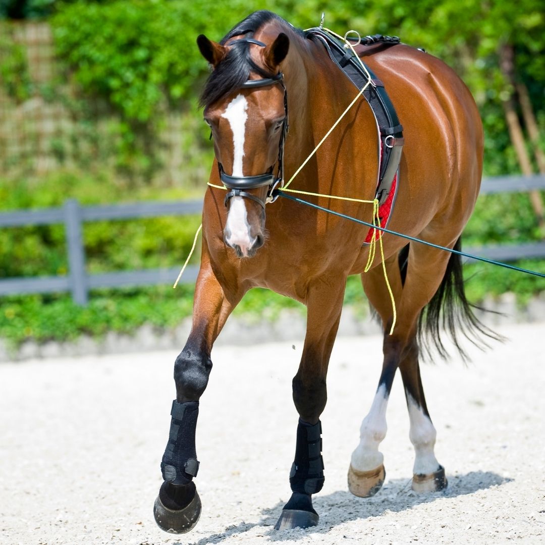 paard bijzet lijn
