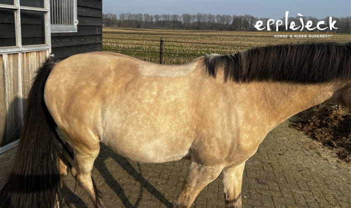Paard met opgeblazen buik