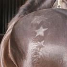 Borstel Patroon QHP Diverse