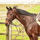 Borsttuig Harry's Horse Rosegold Bruin