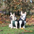 Bucas Freedom Dog Rug 50gr Donkergroen