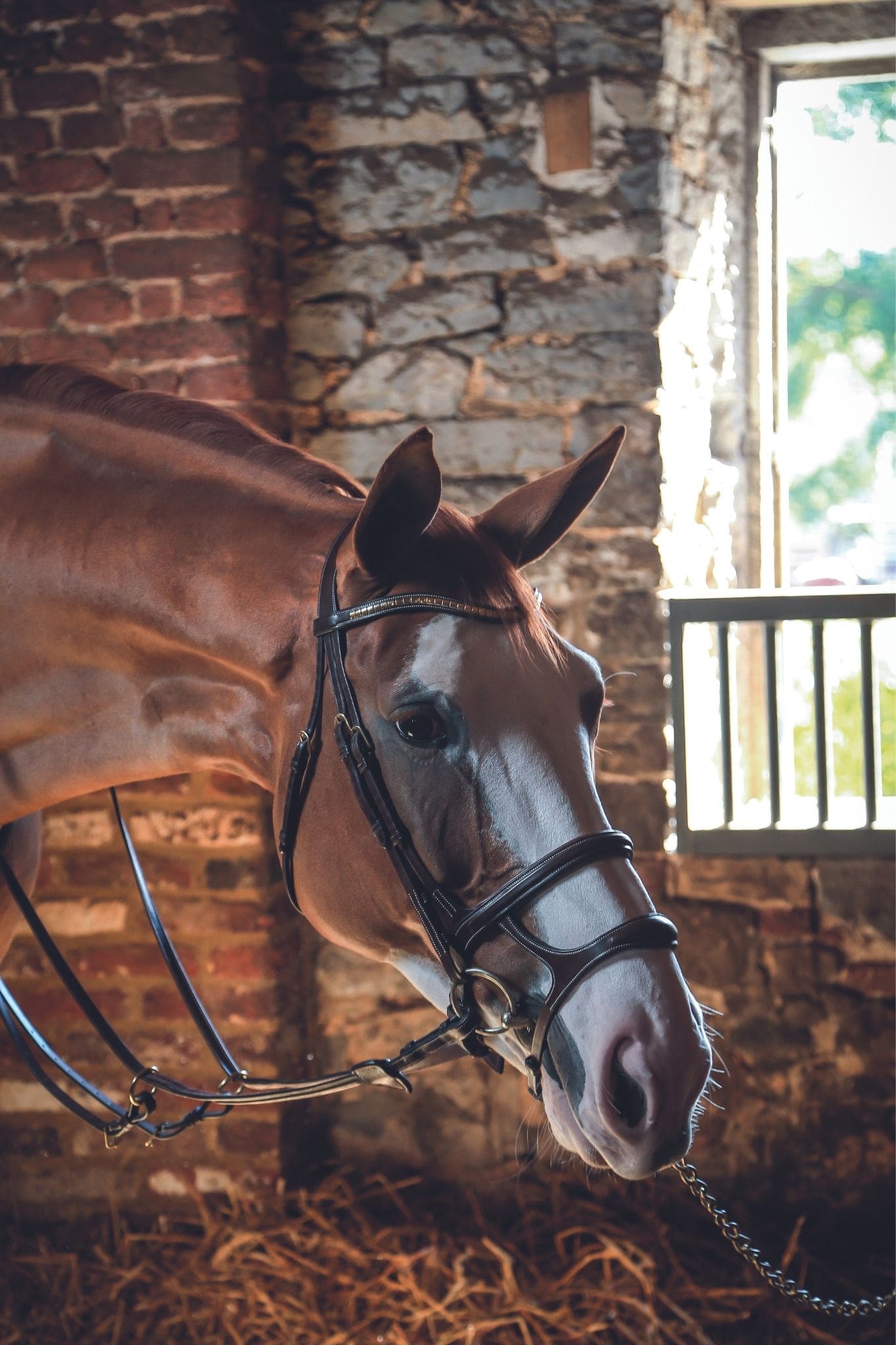 Dy'on Double Noseband paard