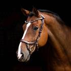 Frontriem PresTeq Shinebright Bruin-groen
