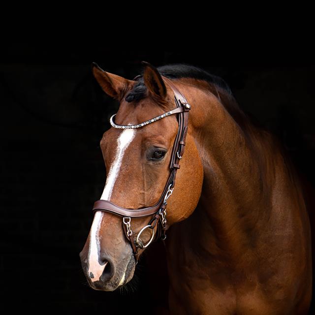 Frontriem PresTeq Shinebright Bruin-lichtblauw
