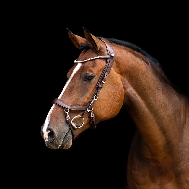 Frontriem PresTeq Shinebright Bruin