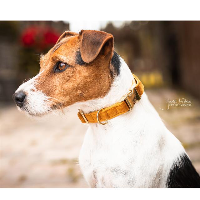 Halsband Kentucky Velvet Hond Donkergeel