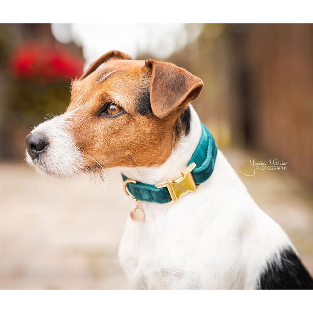 Halsband Kentucky Velvet Hond Donkergroen