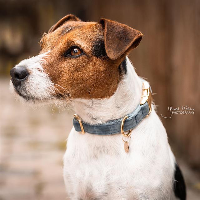 Halsband Kentucky Velvet Hond Lichtblauw