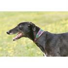 Halsband WeatherBeeta Lurcher 