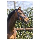 Halster ANKY Grooming Donkerblauw