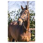 Halster ANKY Grooming Zwart