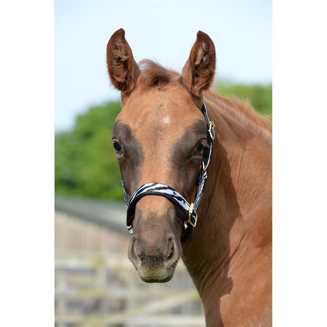 Halster Bucas Dublin Zebra