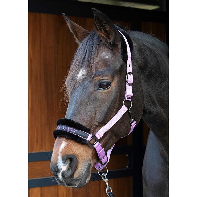 Halster Harry's Horse Lyrics Quotes Paars