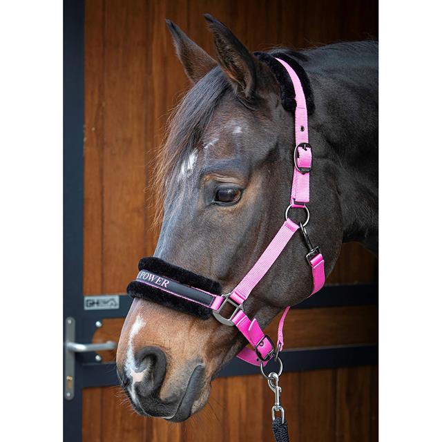 Halster Harry's Horse Lyrics Quotes Roze