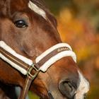 Halster HORSEGEAR HGLyx Donkerbruin