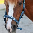Halster HORSEGEAR HGVelvet Dapple Darkturquoise