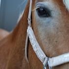 Halster HORSEGEAR HGVelvet Dapple Lichtbruin