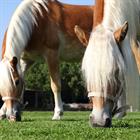 Halster HORSEGEAR HGVelvet Dapple Lichtbruin