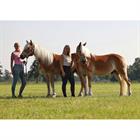 Halster HORSEGEAR HGVelvet Dapple Lichtbruin