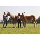 Halster Horsegear HGVelvet Dapple Lichtbruin