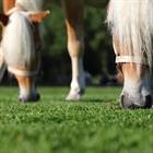 Halster HORSEGEAR HGVelvet Dapple Lichtbruin